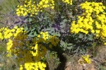 Othonna parviflora - Bobbejaankool -Goudini - Sept 2012 109 (Small)