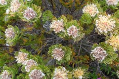 Serruria villosa -  Spinnekopbos - only in Cape Point -Skeepswrakke 5z- 2 Sept 2012 071 (Small)
