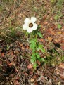 Hibiscus trionum - Black eye Susan - Alien - Cecelia Forest Des 2013IMG_7142 (Medium) (Small)