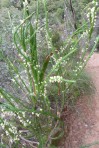 Struthiola striata - Roemanaggie - Cecelia waterval - 6 Okt 2012 034 (Small)