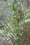 Struthiola striata - Roemanaggie - Cecelia waterval - 6 Okt 2012 036 (Small)