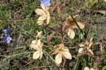 Wachendorfia paniculata - Koffiepit - Rooikanol - Darling blommeskou - 14 Sept 2012 107 (Small)