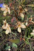 Wachendorfia paniculata - Koffiepit - Rooikanol - Darling blommeskou - 14 Sept 2012 108 (Small)