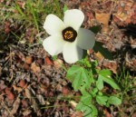 Hibiscus trionum - Black eye Susan - Alien - Cecelia Forest Des 2013IMG_7140crop (Medium) (Small)