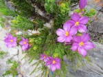 Orpheum frutescens , Sea Rose - Cliff path - Dec 2014 - IMG_5362 (Medium) (Small)